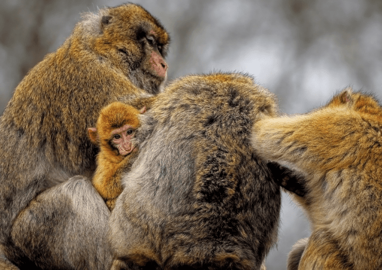 barbary macaque